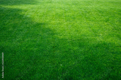 Green grass, lawn texture