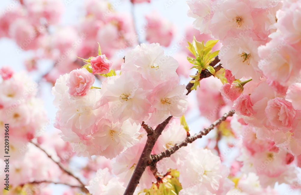 Cherry Blossoms Cherry Blossoms