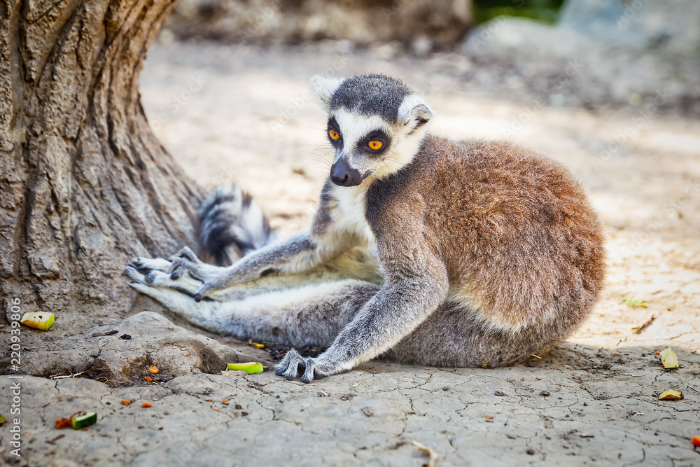 Obraz premium Ring-tailed Lemur 'Lemur Catta' in safari-park, Krasnodar, Russia