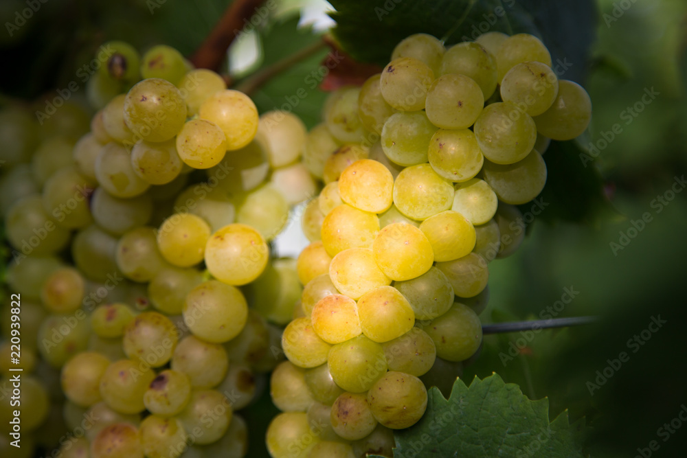 perfect grapes ready for harvest