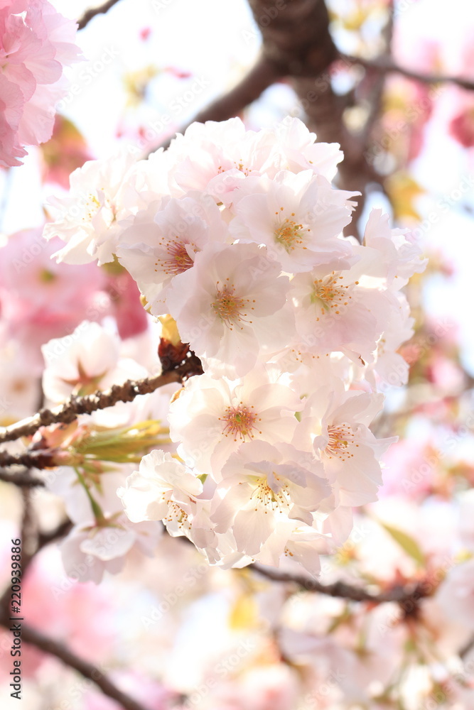 Obraz premium Cherry Blossoms