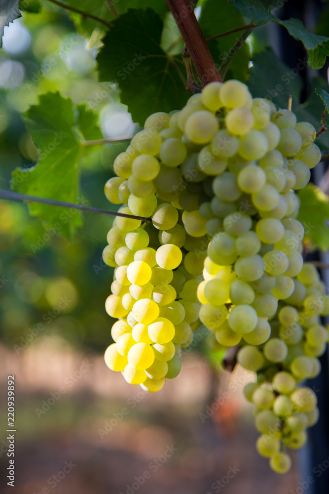 perfect grapes ready for harvest