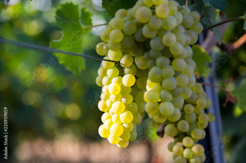 Obraz na płótnie perfect grapes ready for harvest w salonie