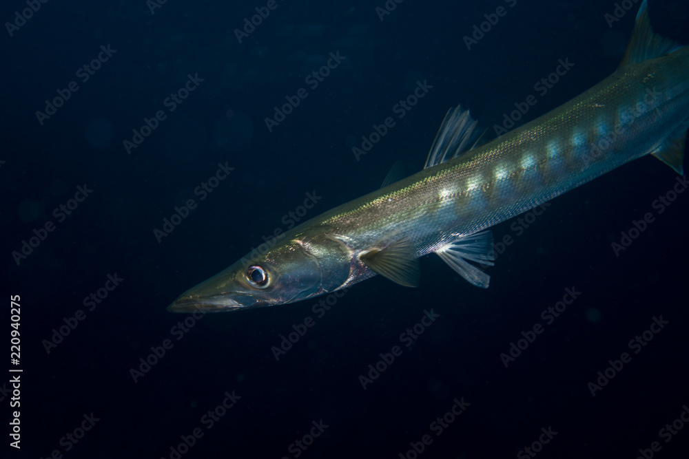Portrait of a barracuda fish at the coral reef of the diving spot Richelieu Rock in Thailand Portrait of a barracuda fish at the coral reef of the diving spot Richelieu Rock in Thailand