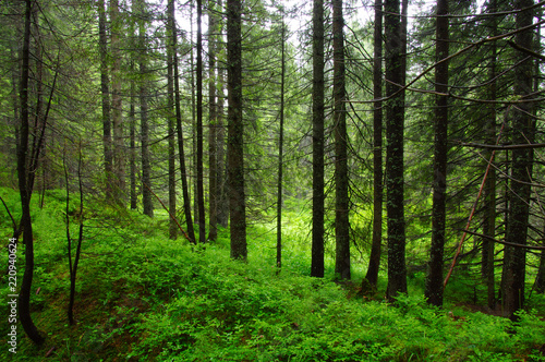 Fototapeta Naklejka Na Ścianę i Meble -  Trees in forest