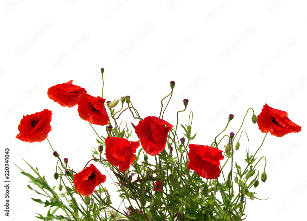 Obraz premium red poppies on white