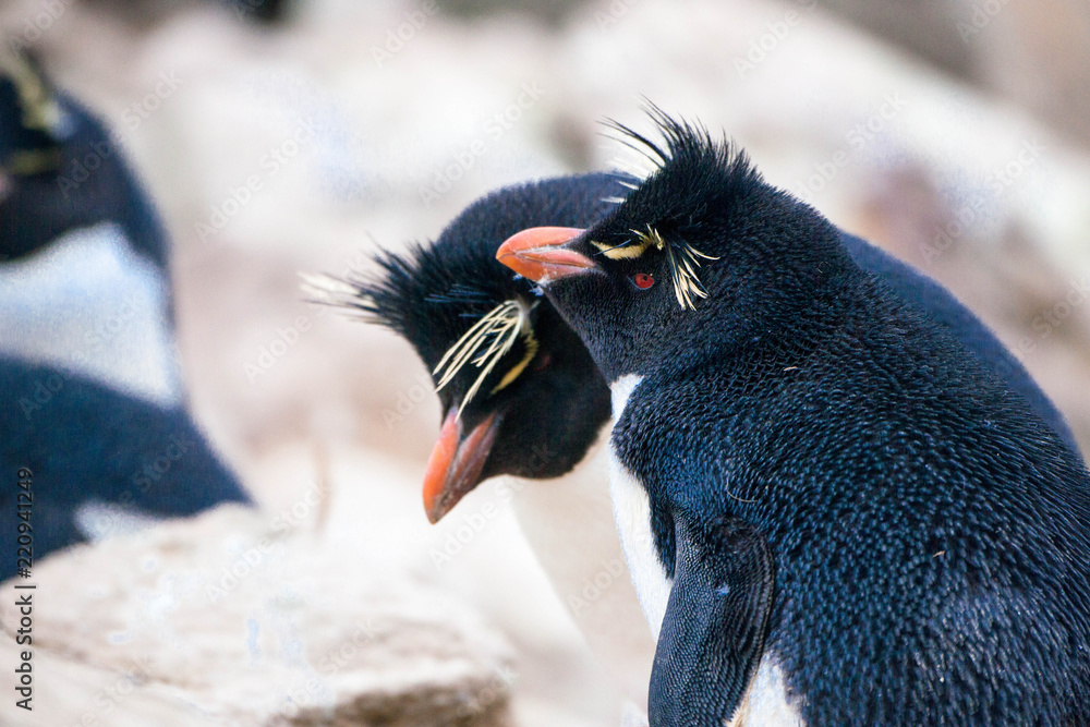 Naklejka premium Beautiful shots of cute penguins playing and lounging in Antarctica