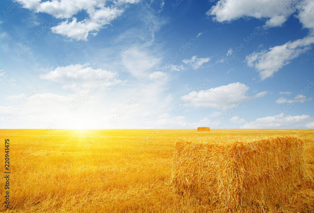 Fototapeta premium Wheat field and sun
