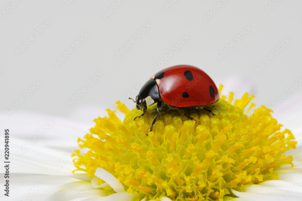 Ladybug on a flower Ladybug on a flower