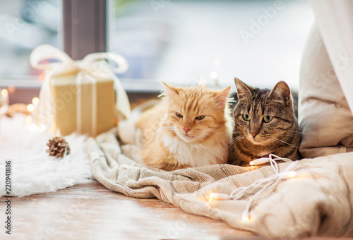 pets, christmas and hygge concept - two cats lying on window sill with blanket and present at home