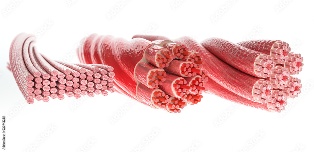 all-muscle-types-in-one-picture-skeletal-cardial-and-smooth-muscles