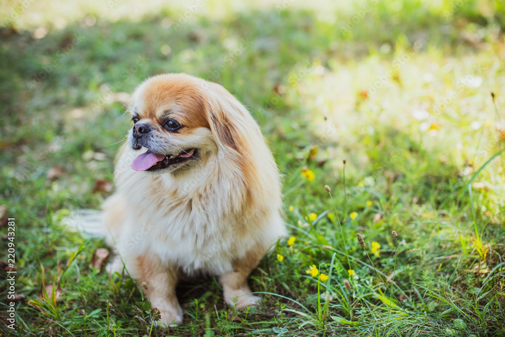 A happy senior dog in a playful pose, surrounded by autumn leaves on the ground. Life of pets, autumn time A happy senior dog in a playful pose, surrounded by autumn leaves on the ground. Life of pets, autumn time