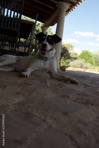 Fototapeta Naklejka Na Ścianę i Meble -  un cachorro de bodeguero andaluz sonriendo