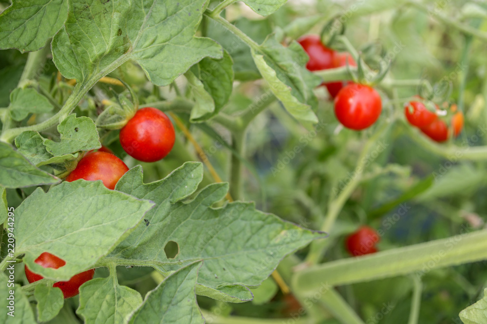 Tomatera de tomates cherry / Cherry tomatoes