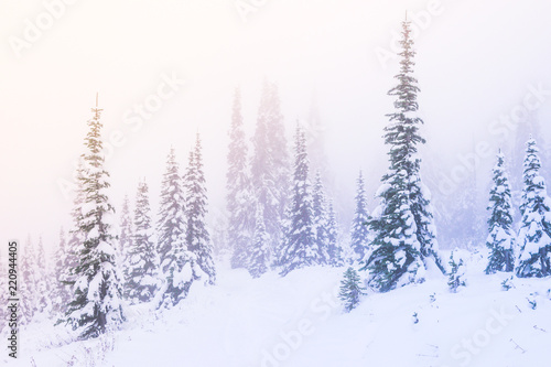 snow covered a tree in winter season with sunset light with the fog in the sky.