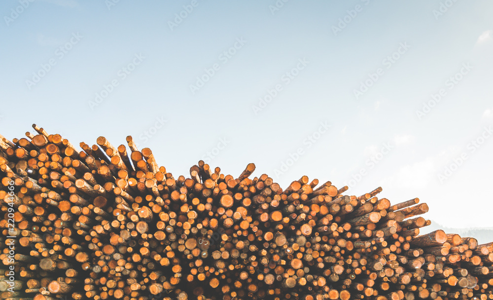 Woodpile of cut Lumber for forestry industry wirh sky background.