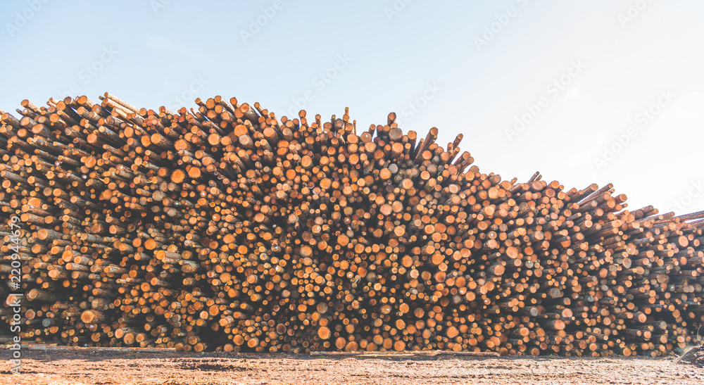Woodpile of cut Lumber for forestry industry wirh sky background. Woodpile of cut Lumber for forestry industry wirh sky background.