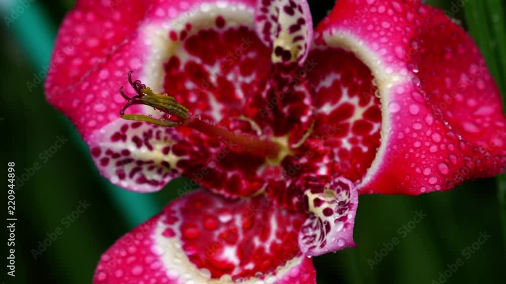Tigridia pavonia swings in the wind in the garden. Beautiful bright pink tigrid flower from the family of iris Tigridia pavonia swings in the wind in the garden. Beautiful bright pink tigrid flower from the family of iris