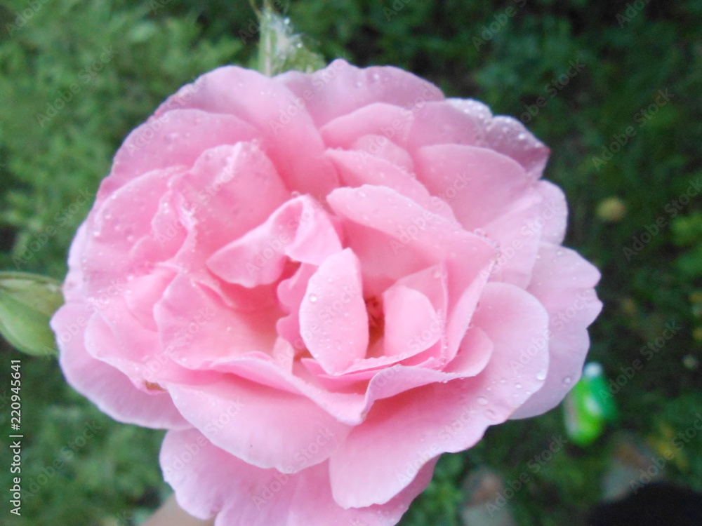 Picture of pink rose full of wf water dews Picture of pink rose full of wf water dews