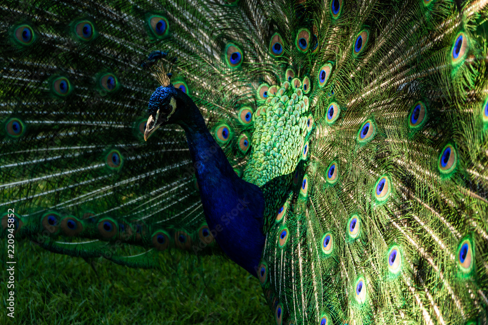 Obraz premium green peacock with flowing tail