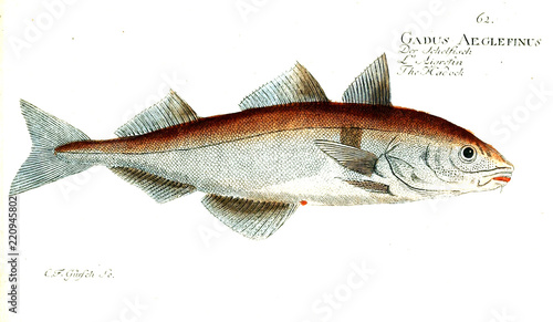 Illustration of fish