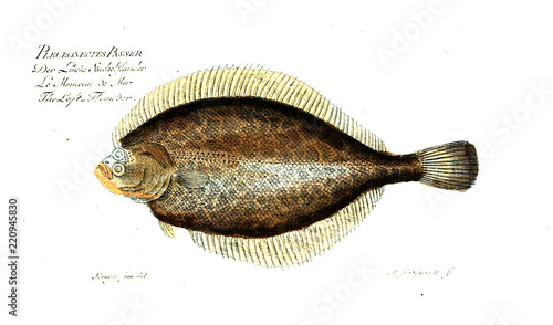 Illustration of fish