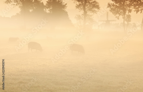 sheep on pasture in fog and windmill photo