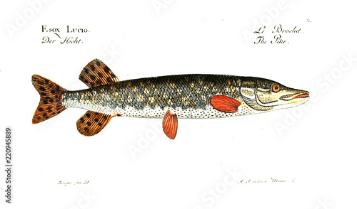 Illustration of fish photo