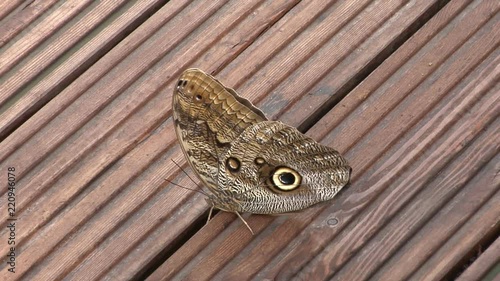 Newly hatched Giant Forest Owl Butterfly (Caligo eurilochus) sitting on tiled logs on the floor. photo