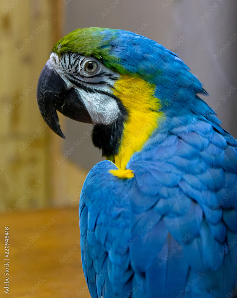Macaw parrot close-up blue-yellow