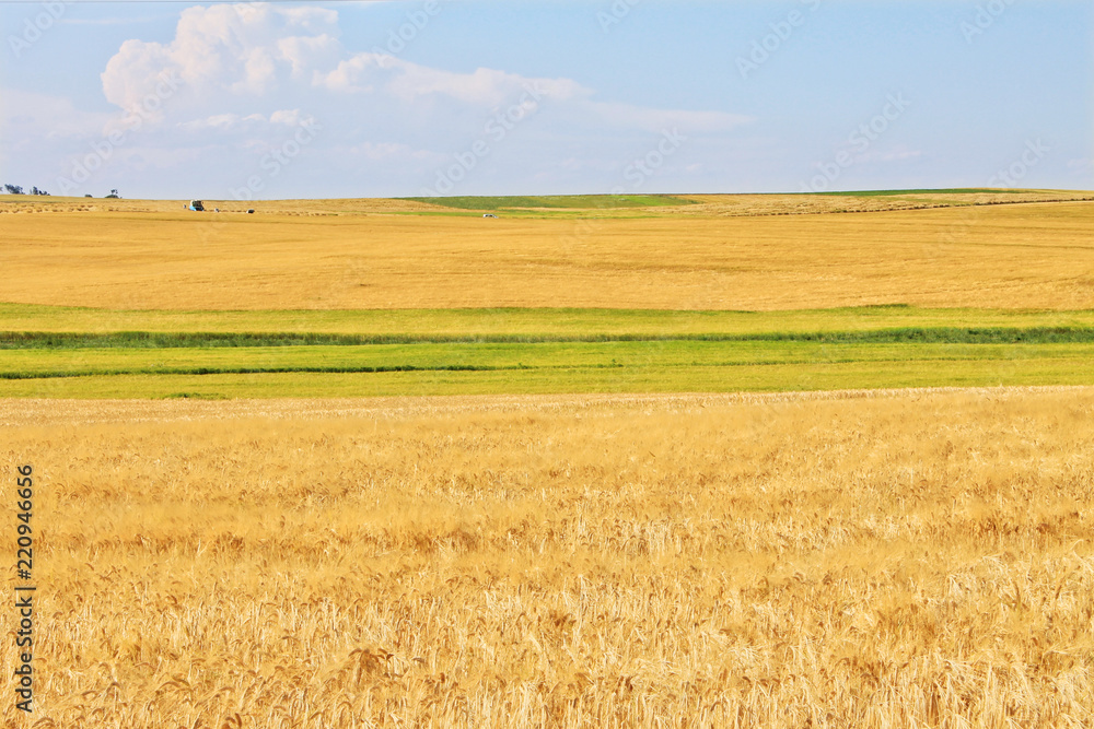 Wheat fields near harvest