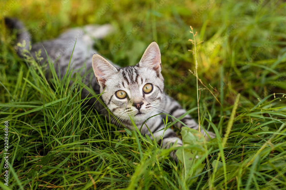 Gray kitten lies on the grass