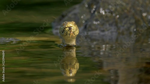 Dice snake in river