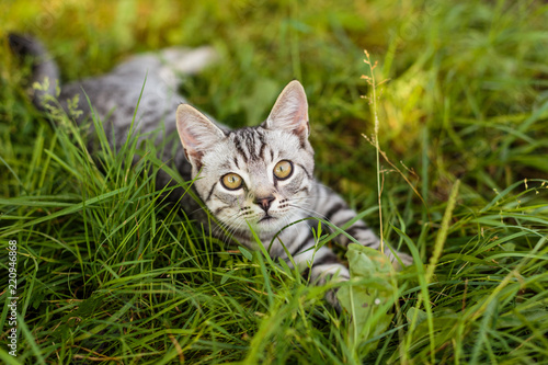 Gray kitten lies on the grass
