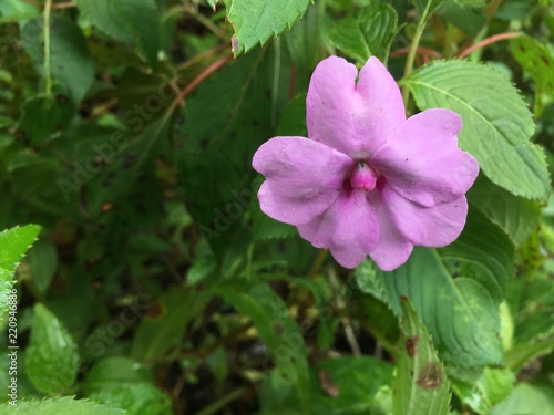 beautiful plants in the garden