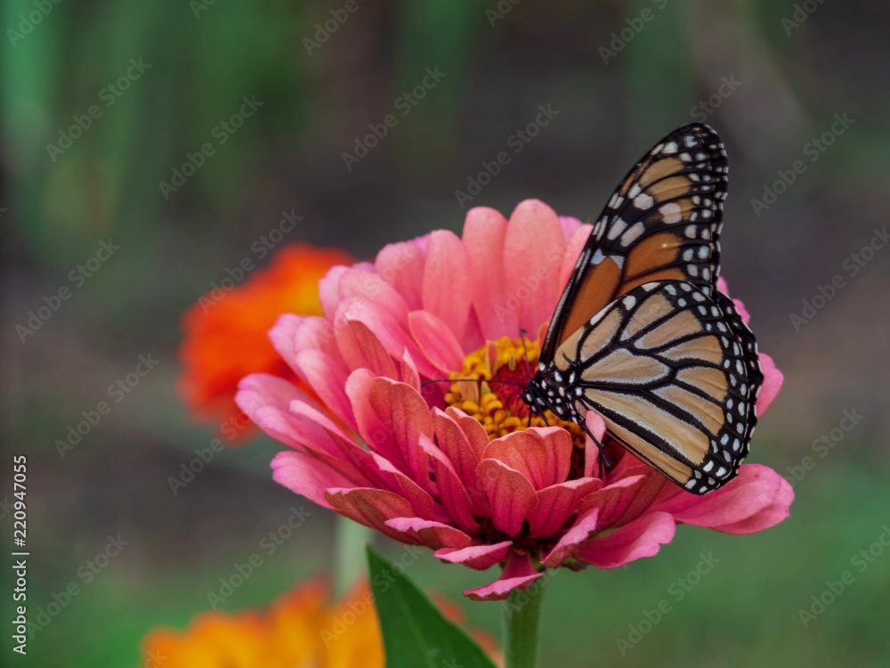 Naklejka premium Butterfly on Coral Flowers