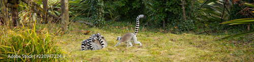 Ring-tailed lemur © Natalya