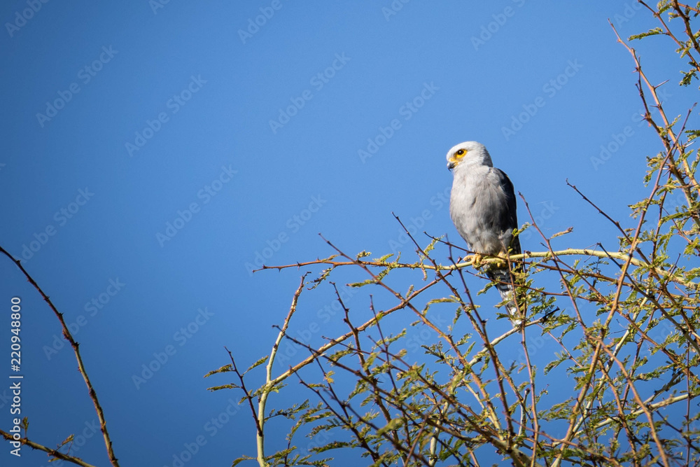 Fototapeta premium Dickingson's kestrel