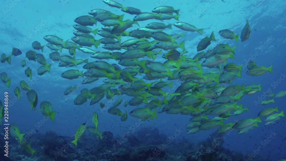 A school of Bluestripped snapper (Lutjanus kasmira) are swimming in a coral Reef, Raja Ampat, Indonesia A school of Bluestripped snapper (Lutjanus kasmira) are swimming in a coral Reef, Raja Ampat, Indonesia