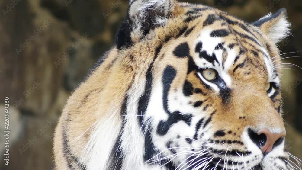 portrait of a tiger portrait of a tiger