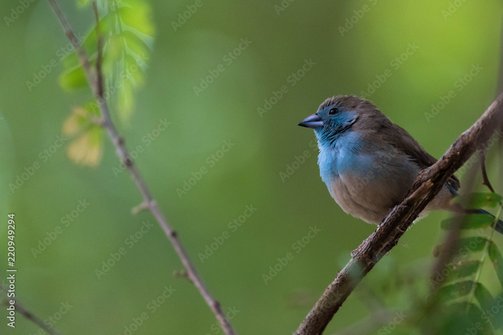 Blue waxbill Blue waxbill