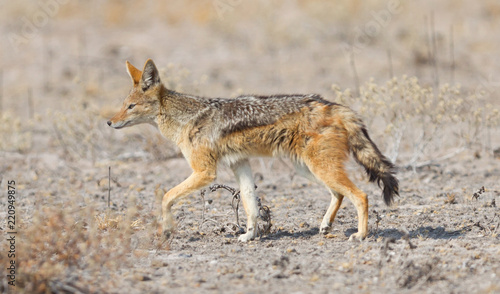 Black backed jackal (Canis mesomelas) walking in the Kalahari