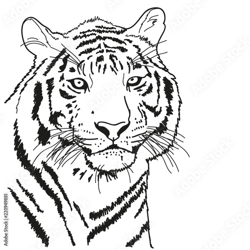 tiger drawn with a black outline, coloring 