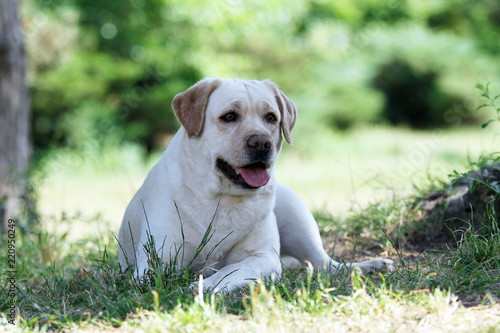 yellow labrador in the park