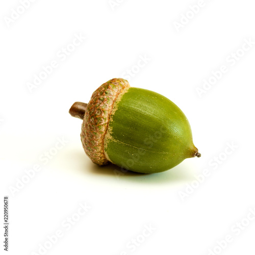 Green acorn on a white.
