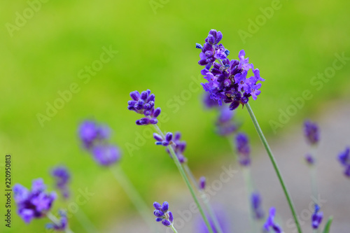 Fototapeta Naklejka Na Ścianę i Meble -  Lavender flowers closeup . Nature summer background.