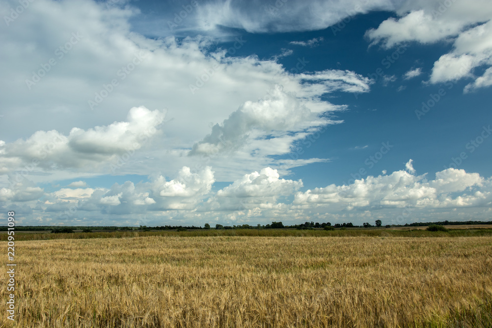 Field of grain, horizon and white clouds in the sky Field of grain, horizon and white clouds in the sky