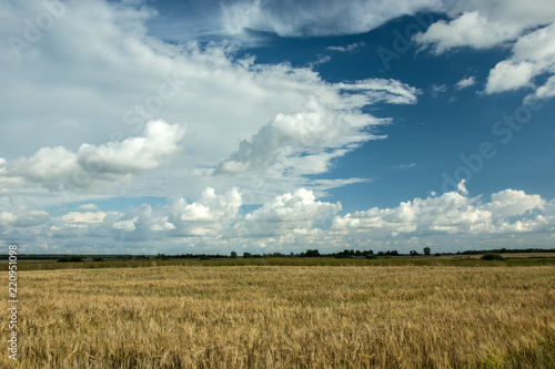 Field of grain, horizon and white clouds in the sky