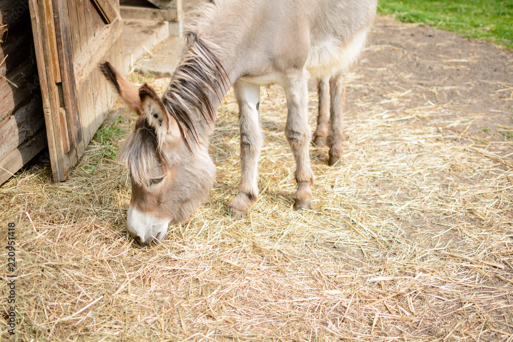Obraz premium Esel Fütterung im Tierpark