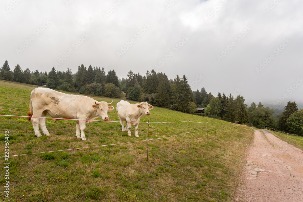 Vaches blanches dans le pré